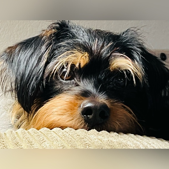 Posh Show Alert | LIKE listing for Show Notifications ❤️ 1 am CST - Picture 7 of 8